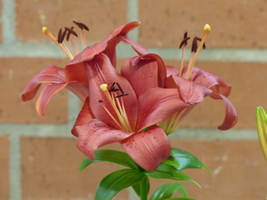 Foto: Dr. Peter Müller